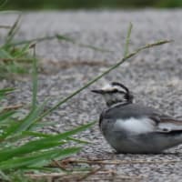  於大公園 ： ハツユキカズラ・・・今日の公園では芝広場の芝刈りが綺麗にできていました。