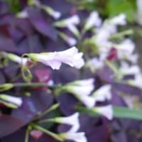 お花