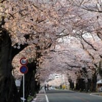 ４月１４日の夜ノ森の桜