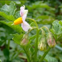（続）今年，ジャガイモの花と実