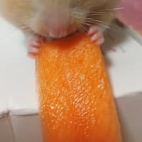 一寸先は　３