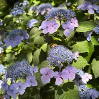 紫陽花の思い出