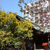 蔵前神社の桜とミモザ