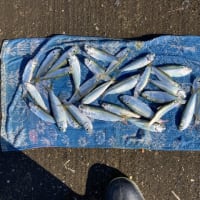 2024年12月12日　旭川のママカリ釣り