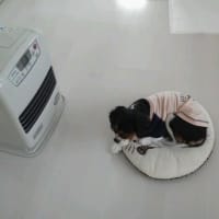 放置しすぎ。。