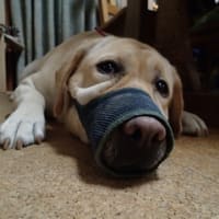 あああ、またなにか悪戯をしたらしい
