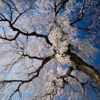 岩太郎の枝垂れ桜を撮影