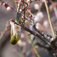 大阪城 梅林　メジロ（２０２５年２月２７日）