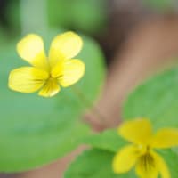 小さな黄色い花…エゾキスミレ