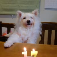 ココ 17歳
