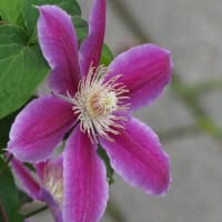 花の端境期の水林自然林には菌従属栄養植物などが（2025.6.8）#2 そして四季の里バラ園に