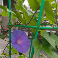 植物の生命力