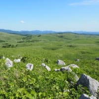 秋吉台に生きる野草