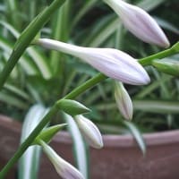 水無月十九日。薄紫の蕾がふくらんで 鎌倉負けた！