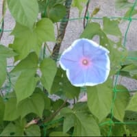 夏バテ始めました