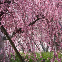 和泉リサイクル環境公園の梅林（２０２５年３月１４日）