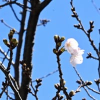 今治城の桜が開花しました
