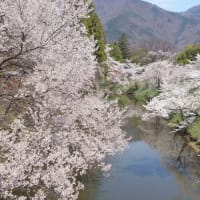 上田の桜