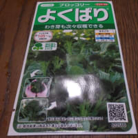 梅干しの天日干し開始