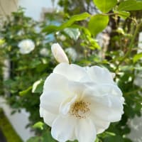 春は終わり夏近し