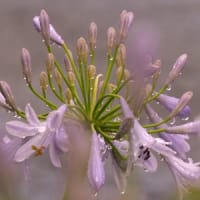 雨の日の写真散歩（アガバンサスの花）