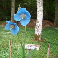 青いけしの花
