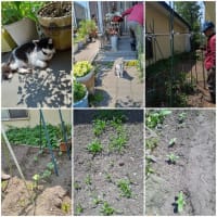 今日のにゃんこと菜園、ひまわりを植えた