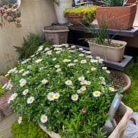 我が家の花々