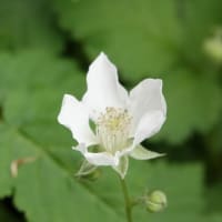 ブラックベリー　〈西洋藪苺の白い花〉　