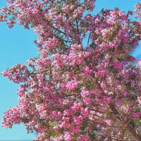 春を探して…