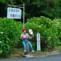 古湯山なか紫陽花の道　～佐賀市富士町の古湯温泉～　　2025/6/21