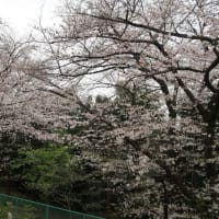 高松桜まつりは大盛況でした！その1