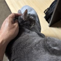 さくらの場合ｗ