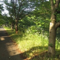 今日は夏至、卓球の試合はまったく・・・