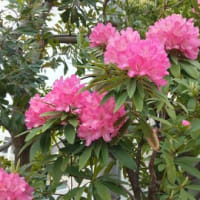 漢文市民講座で　久しぶりに音読