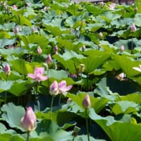 千葉公園の蓮