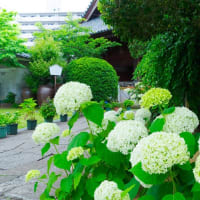 興福寺の「紫陽花季」　2025/6/8