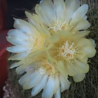 黄色いお花