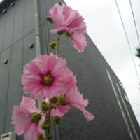 九州～近畿の梅雨明け～ (ﾉﾟοﾟ)ﾉ 　七尾のフレンチパピロ～♪