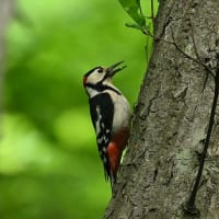 アカゲラ
