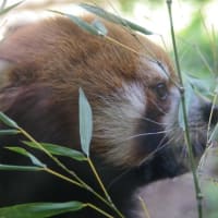 最近のお気に入り　#多摩動物公園#レッサーパンダ#コツメカワウソ