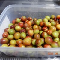 白菜と小梅漬けました