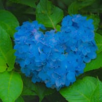 中木庭ダムあじさいまつりIN佐賀県鹿島市　2025/6/15
