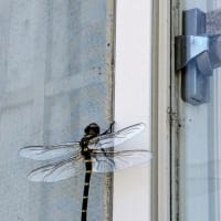 「とんぼ」　オニヤンマ