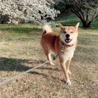 久しぶりです。