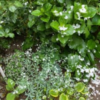 雨の庭：とけない雪