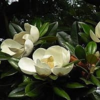 季節の花「泰山木 （たいさんぼく）」