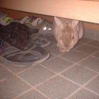 マロンです🐇です！毎日留守番です。再投稿です❣