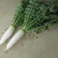春ダイコン「春の都」を穫るトウ立ちの実害は無し