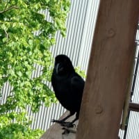 毎日家庭訪問⁈(笑)するカラスさん